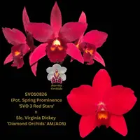 Cattleya Orchid Hybrid SVO10826 (Pot. Spring Prominence 'SVO 3 Red Stars' x Slc. Virginia Dickey 'Diamond Orchids' AM/AOS)