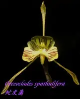 Oeceoclades spathulifera (Snake Orchid) Big Plant