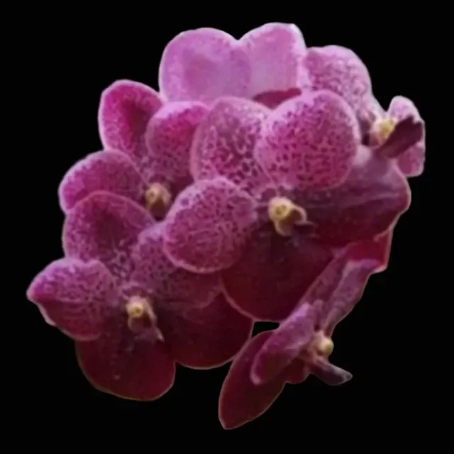Vanda Robert's Delight 'Red Berry' (Vanda)