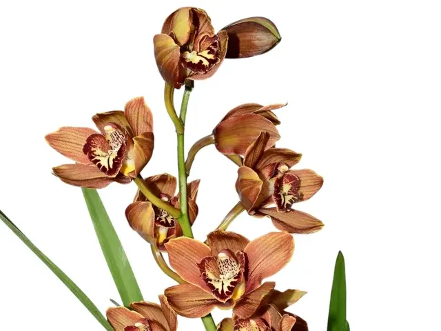 Cymbidium Sueno De Angel Huaraca (Cymbidium)
