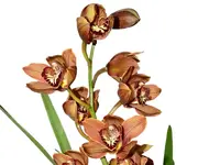 Cymbidium Sueno De Angel Huaraca (medium)