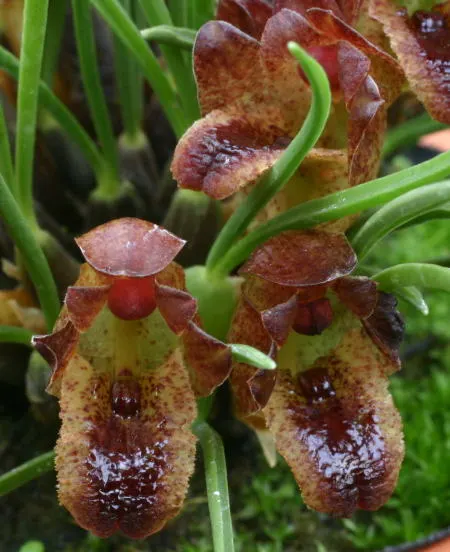 Maxillaria juergensii (Maxillaria)