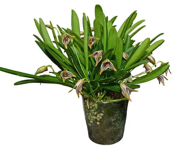 Masdevallia striatella (Masdevallia)