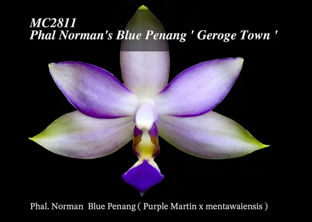 Phalaenopsis Norman George Town, Note :Tea Cup Size . Amazing Fragrance .' 'S Blue Penang'