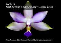 Phalaenopsis Norman's Blue Penang 'George Town, Note :Tea Cup Size . Amazing Fragrance .' (Purple Martin x mentawaiensis )
