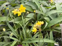 Ground Orchid Rhizome - Yellow Spathoglottis Plicata - Tropical Ornamental Plant for Indoor & Garden Decor