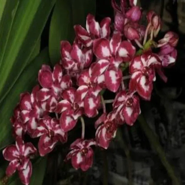 Rhyncostylis gigantea var (Rhynchostylis)