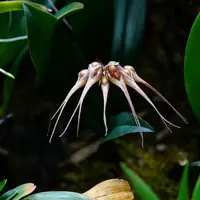 Blood-Red Spotted Bulbophyllum (Bulbophyllum sanguineopunctatum)