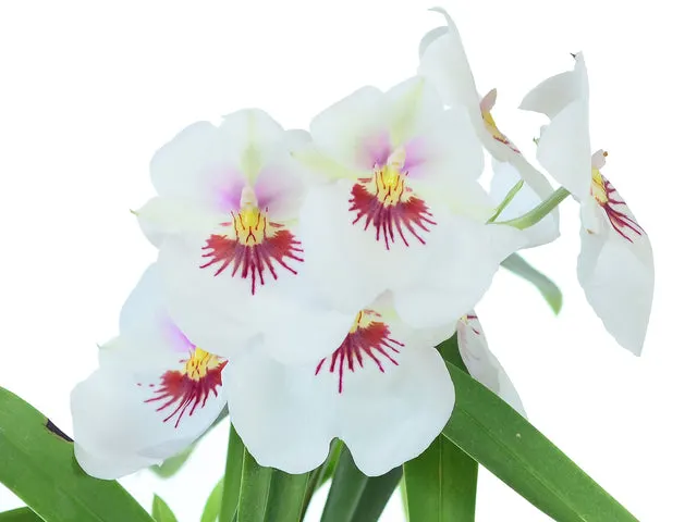 Miltoniopsis Jefferson Perez (Miltoniopsis)