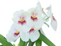 Miltoniopsis Jefferson Perez