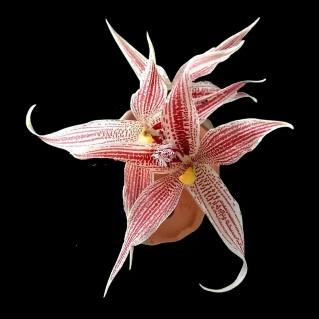 Paphinia Majestic