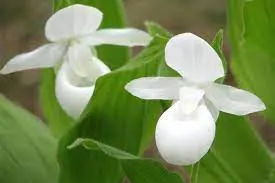 Cypripedium reginae 'album' (Cypripedium)