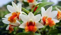 Dendrobium Jiaho Candy "Big Compact Plant"