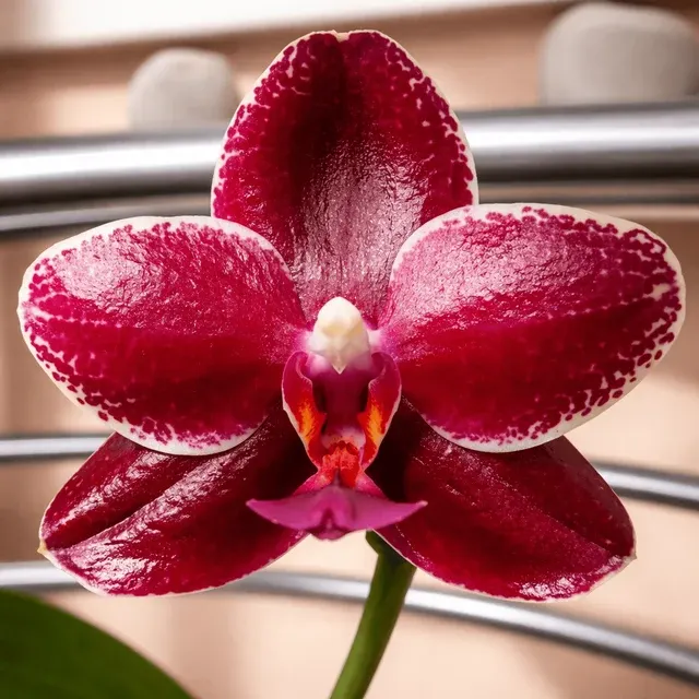 Phalaenopsis Sogo Relex Parfumata '1671'