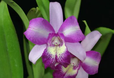 Brassocatanthe Mermaid Love 'Hsinying' (Brassocatanthe)