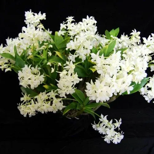 Dendrobium Mini Snowflake Fragrant, Latourea