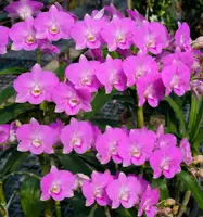 Dendrobium Pink 1 Medium Size