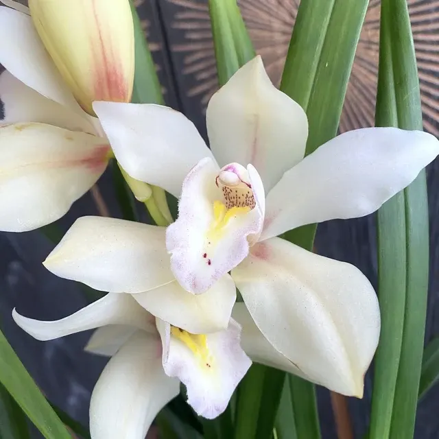 Cymbidium Isp