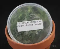FLASK Galeandra magnicolumna 'Jumbo'
