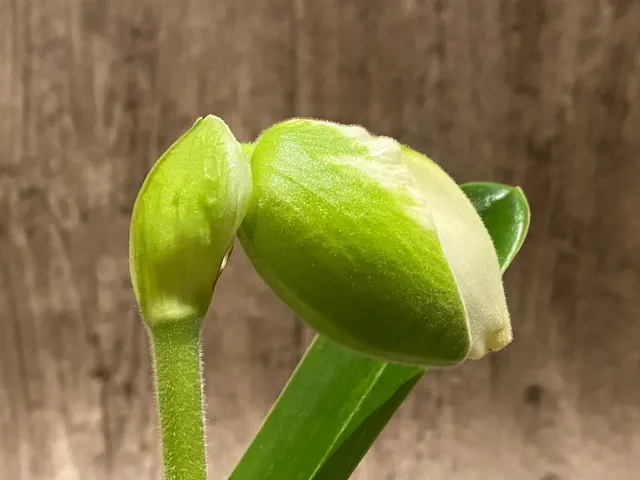 Paphiopedilum Giantstone 'Sweet Baby' x Stone Lovely 'Green Angel'