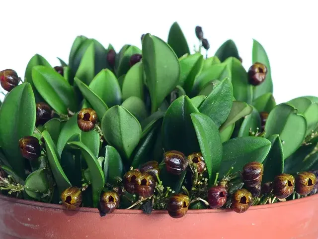 Scaphosepalum ovulare (Scaphosepalum)