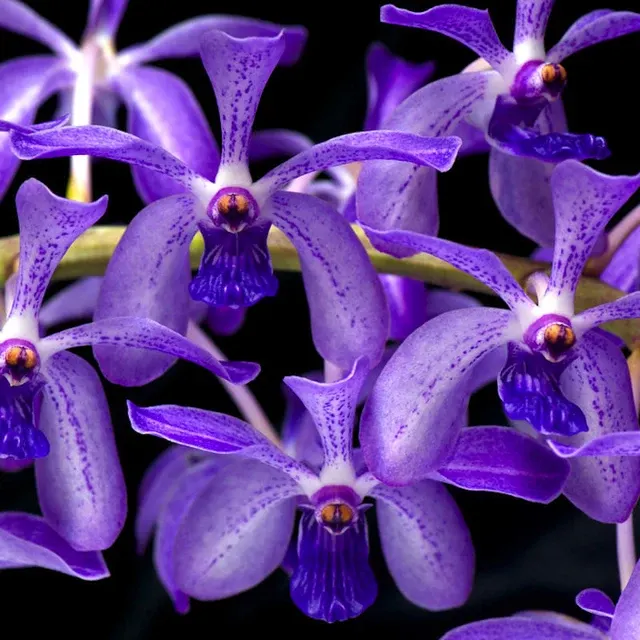 Vandachostylis Azure 'Blue'