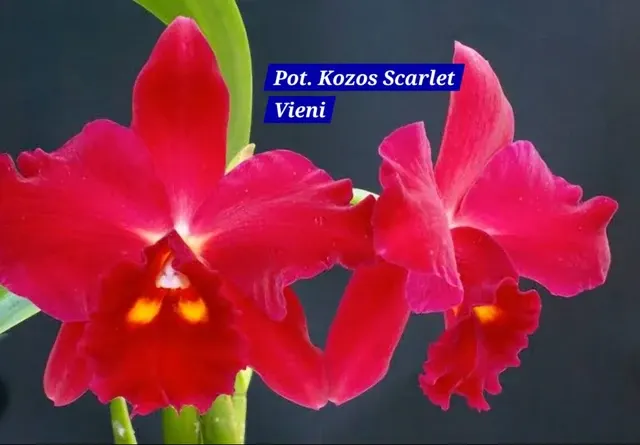 Cattleya 5 Orchid (Cattleya)