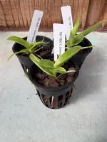 Cattleya bowringiana