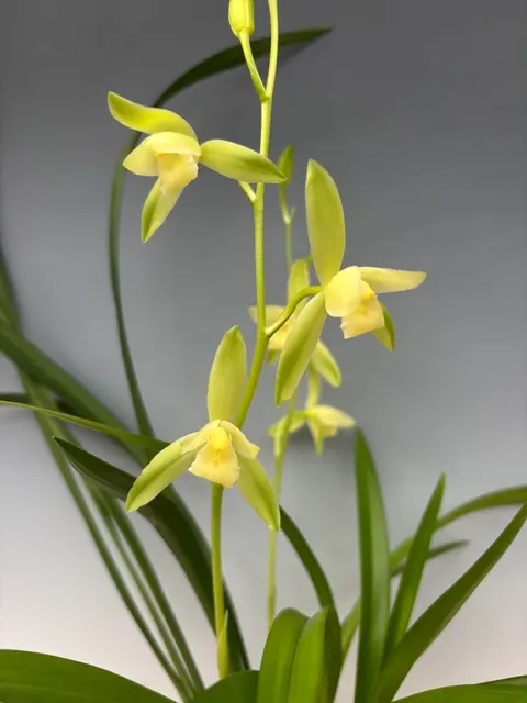 Cymbidium kanran (Cymbidium)