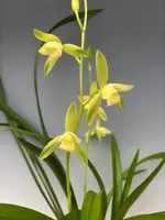 Cymbidium kanran