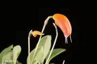 Masdevallia lucernula