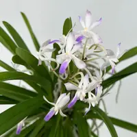 Neostylis LOU SNEARY — Blühfähige Pflanze