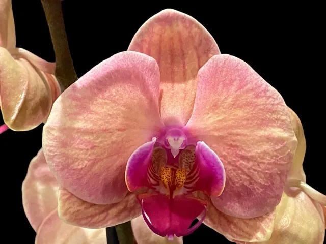 Phalaenopsis Sunset Gemston