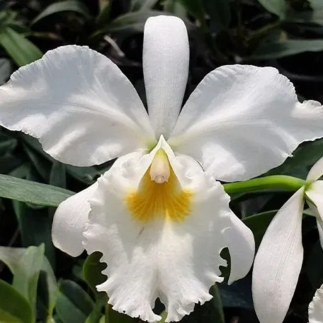 Cattleya labiata var. alba × sib (Cattleya)