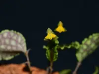 Lepanthes volador f. xanthinum