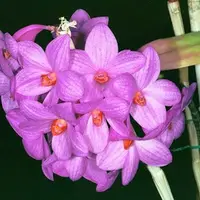 Orchid Species Dendrobium Den. glomeratum Live PLant