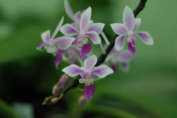 Phalaenopsis equestris 'Ilocos'