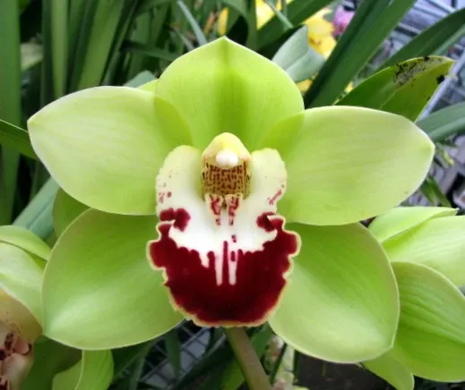 Cymbidium Kimberley Meadows X Cym. Fresh 'Green Beret'