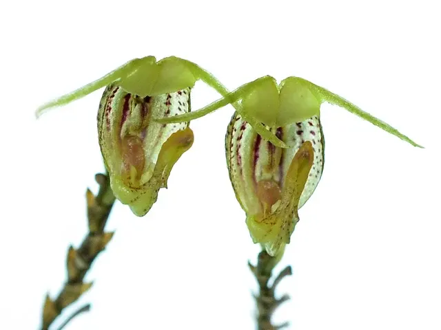 Scaphosepalum portillae