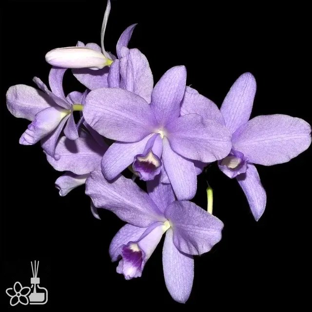 Cattleya bowringiana var. coerulea × self