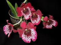 Miltoniopsis Breathless 'Brilliant'