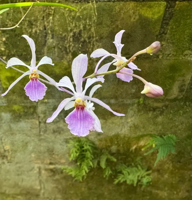 Holcoglossum subulifolium x (Holcoglossum)