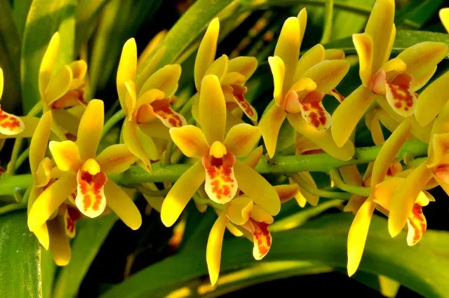 Cymbidium Pee Wee 'Herman' (Cymbidium)