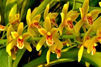 Cymbidium Pee Wee 'Herman' – Fragrant