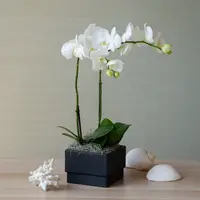 White Moth Orchid in black square cachepot