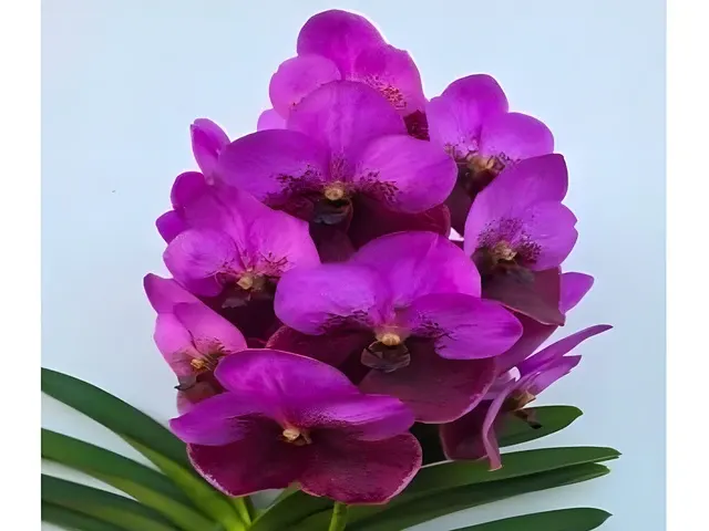 Vanda Elly Carrol (Vanda)