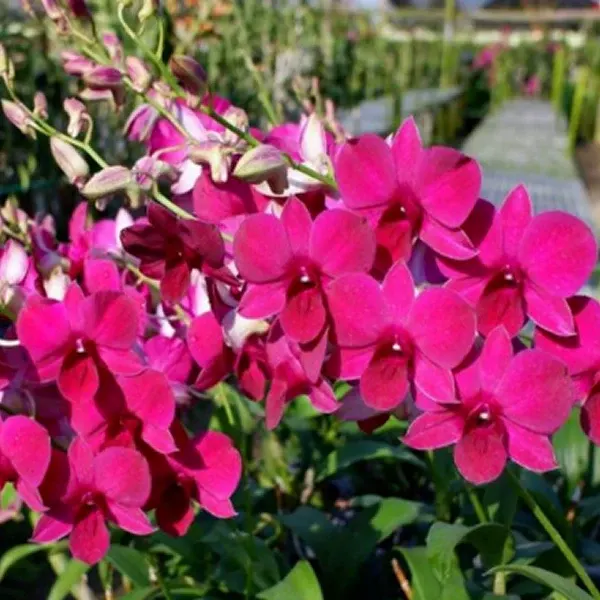 Dendrobium Burana Red Sonia