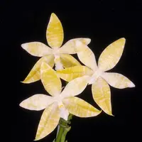 WP2608 Phalaenopsis hieroglyphica var alba (Clone)