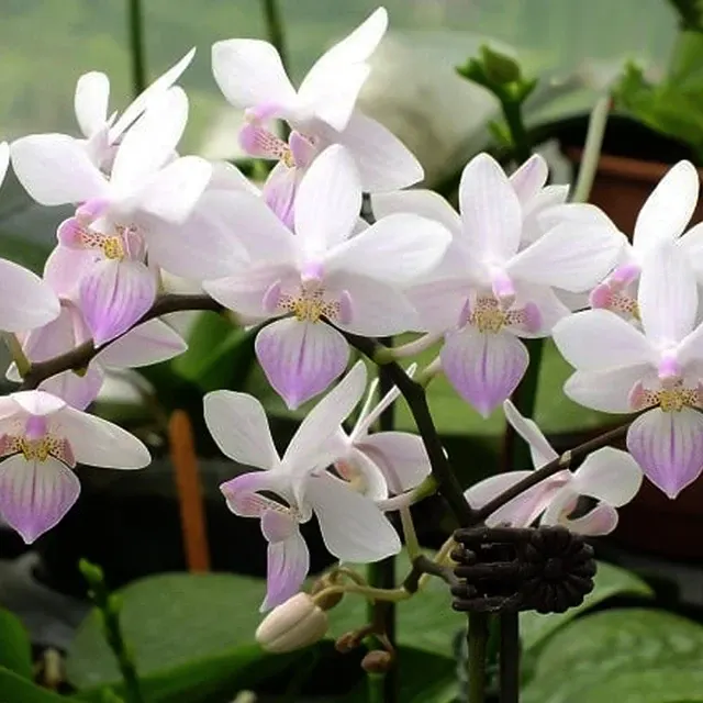 Phalaenopsis Freya's Sakura Rain