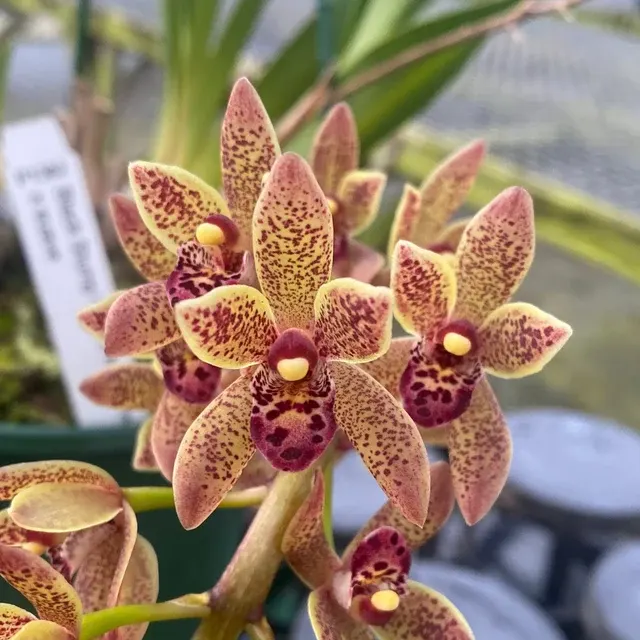 Cymbidium Helen Bannerman × Suave